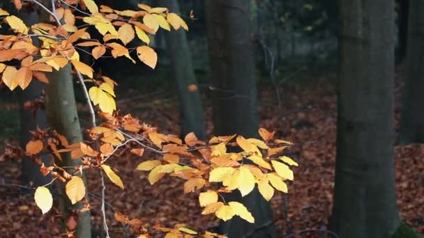 Small Colorful Autumn Tree Forest — Stock Video