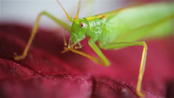 Große Grüne Heuschrecke Auf Roten Blättern — Stockvideo