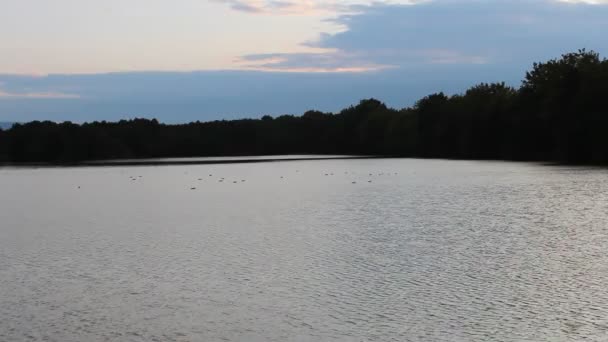 Silhouet Van Eenden Vijver Zonsondergang — Stockvideo