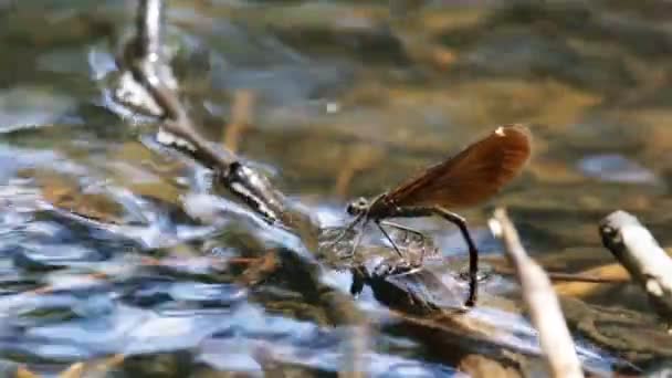 Libelle Legt Eier Von Seite Unter Wasser — Stockvideo