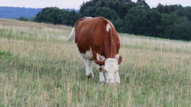 Brown Cow Eating Grass — Stock Video