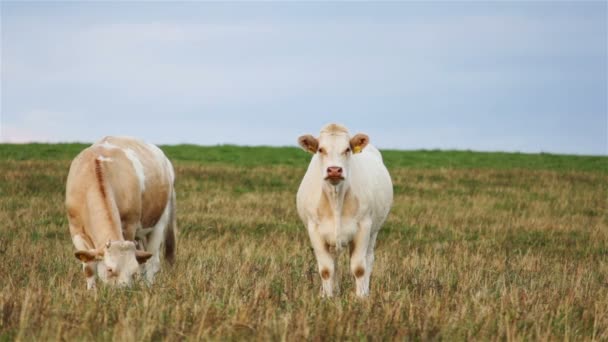 放眼相机的白色奶牛的肖像 — 图库视频影像