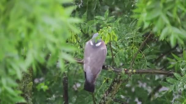 Paloma Escondida Árbol Bajo Fuerte Lluvia — Vídeo de stock