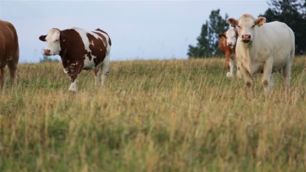 一头白牛与群牛站在一起 — 图库视频影像