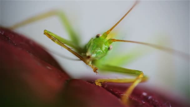 红色叶子上的大绿色蝗虫 前面的景色 — 图库视频影像