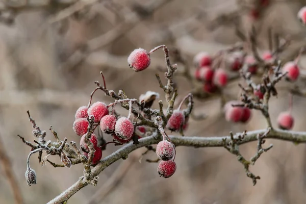 Close Frozen Berries Blurred Background — Stock Photo, Image