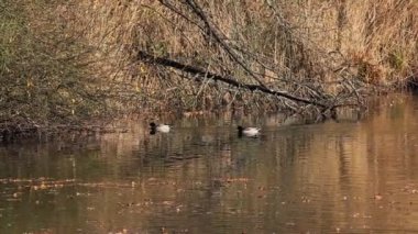 ördek gölet günbatımı, ayrıntılı olarak