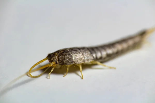 Gümüş Balık, Lepisma saccharina, beyaz arka plan üzerinde makro fotoğraf