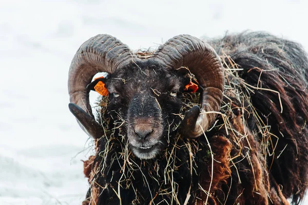 Porträtt Unga Ram Äter Gräs Snö Vinterlandskap — Stockfoto