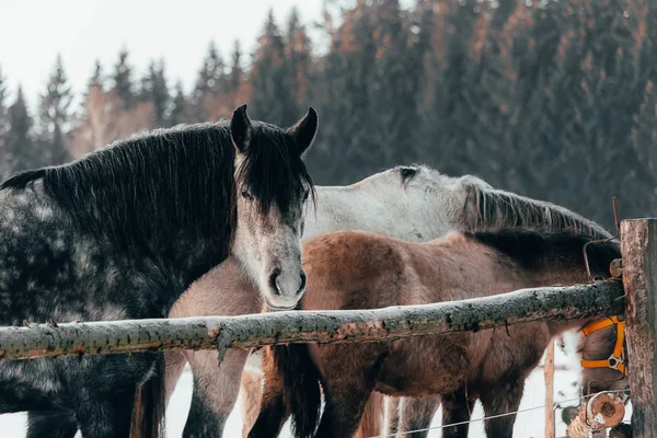 美好的黑和灰色马的画像从边在马小组在冬天风景 — 图库照片