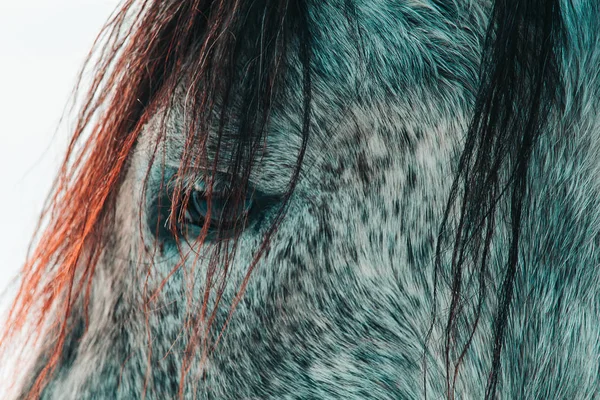 Portrait Nice Grey Horse Detail Eye — Stock Photo, Image
