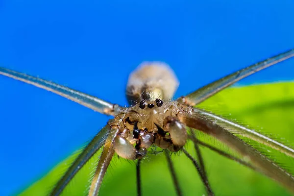 Foto macro araña, pholcus phalangioides en la espalda verde y azul —  Fotos de Stock