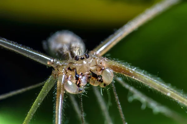 Foto macro araña, pholcus phalangioides sobre fondo verde oscuro —  Fotos de Stock