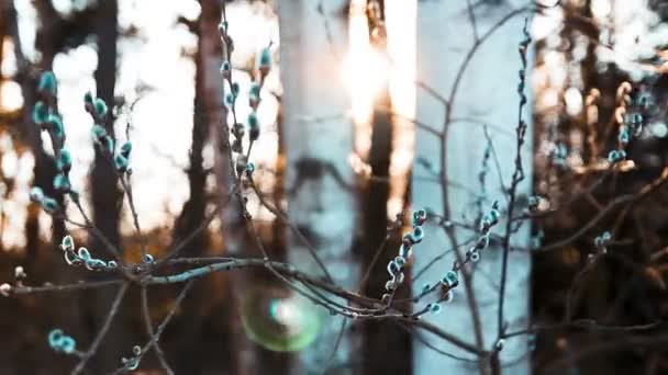 Imagens Close Catkins Galho Árvore Frente Pôr Sol — Vídeo de Stock