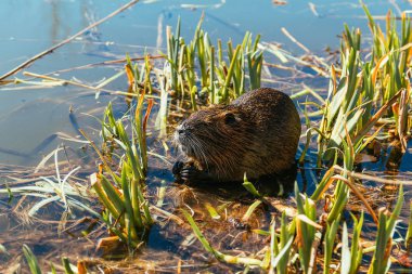Nutria oturma içinde Reed üzerinde gölet.