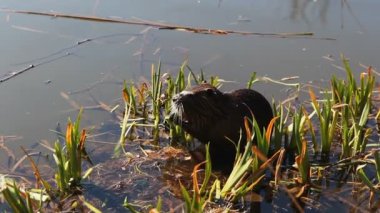 havuz üzerinde Reed sevimli nutria.