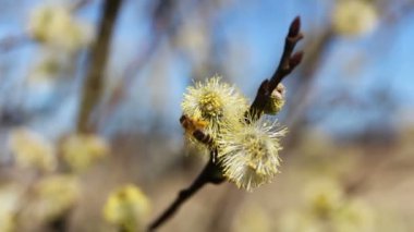 ağaç dalı üzerinde catkins üzerinde arı yakın çekim görüntüleri