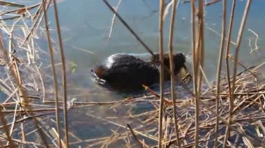 havuz üzerinde Reed sevimli nutria.