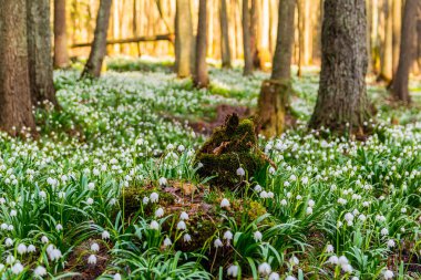 Ağaçlar ile ormanda beyaz bahar kar tanesi Göl soğanı grubu
