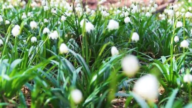  Ormanda bahar beyaz kardelen. Doğa 