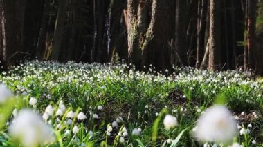  Ormanda bahar beyaz kardelen. Doğa 
