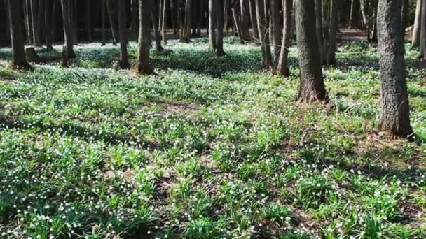 Frühling Weiße Schneeglöckchen Wald Natur — Stockvideo