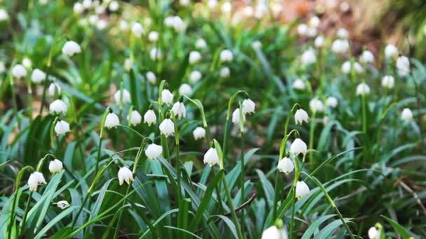 Spring White Snowdrops Forest Nature — Stock Video