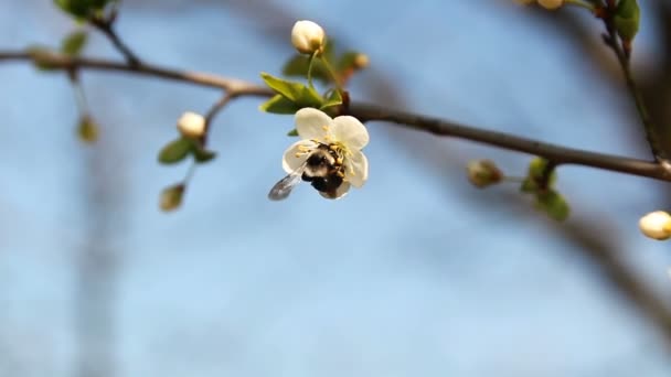Bee Placering Körsbärsblom Med Blå Himmel Tjeckisk Republik — Stockvideo