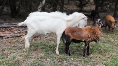 çiftlikte çeşitli evcil hayvanların yakın çekim görüntüleri