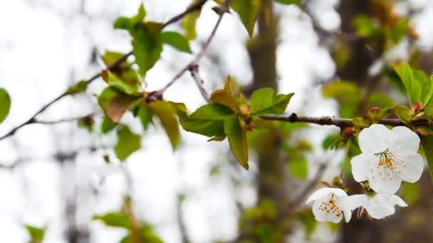 Close Beelden Van Red Cherry Tree Blossom — Stockvideo