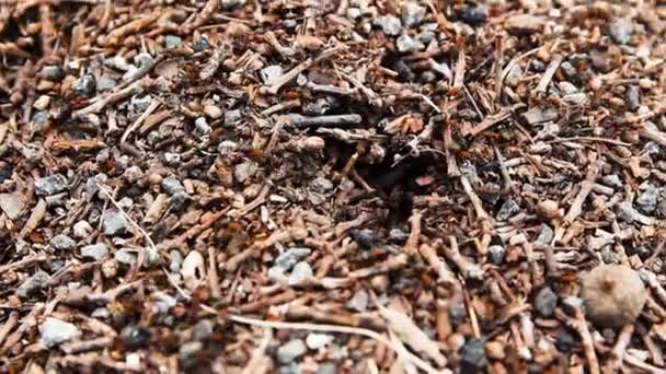 Yerdeki Karınca Grubunun Yakın Çekim Görüntüleri — Stok video