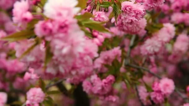 Közeli Felvételek Vörös Cseresznyefa Virága — Stock videók