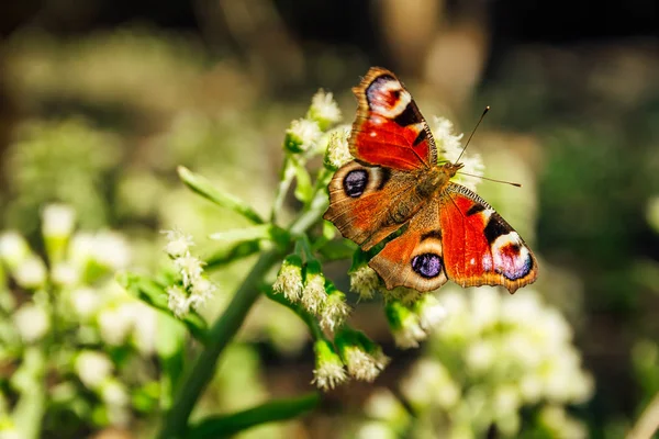 孔雀の蝶のイナチイオは、opと白い花の花の上に座ります — ストック写真