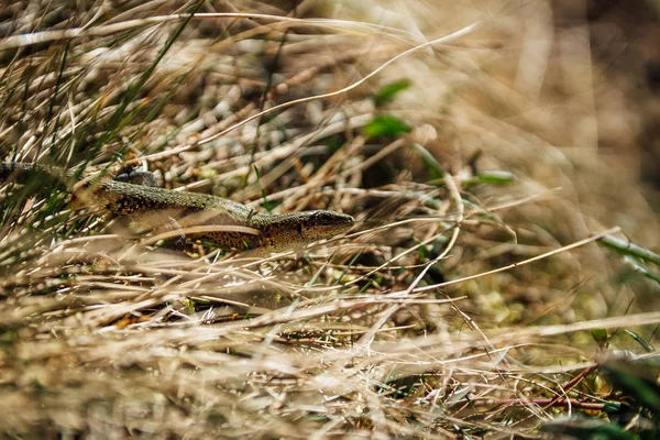 Pequeno Pequeno Lagarto Marrom Grama República Checa — Fotografia de Stock