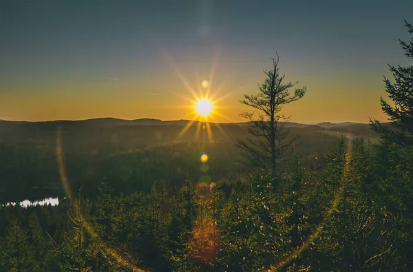 Krásný Západ Slunce Lese Stromem Sluncem — Stock fotografie