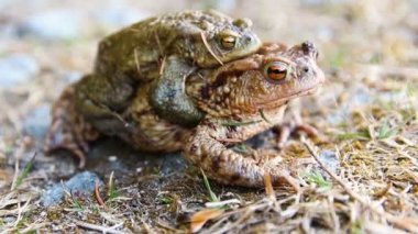 doğaya bağlı iki kurbağanın yakın çekim görüntüleri