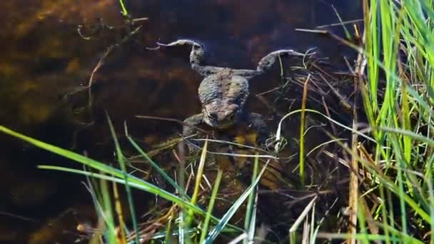 Close Footage Frog Swimming Pond — Stock Video
