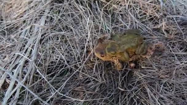 Närbild Bilder Två Grodor Koppling Naturen — Stockvideo