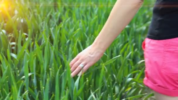Närbild Kvinnlig Hand Röra Vete Grönt Fält — Stockvideo