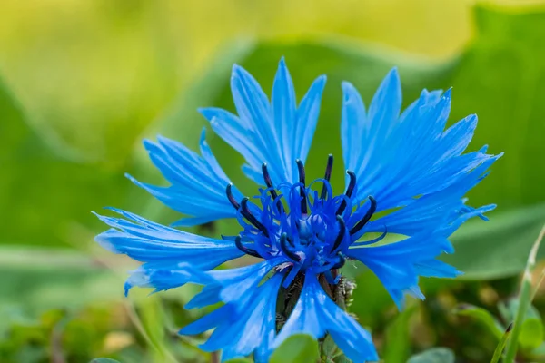 Макрофото синего цветка василька с размытым фоном — стоковое фото