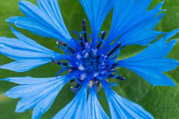 Macro foto de flor azul cornflower com backgro verde azul — Fotografia de Stock