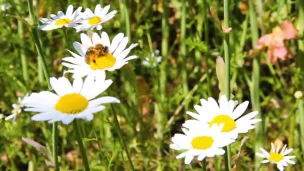 Bee Sitting Beauty Daisy Flower — Stock Video