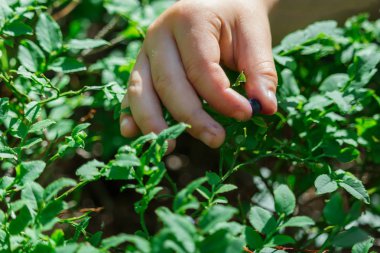 Çocuk el gözyaşı yaban mersini ormanda, yakın