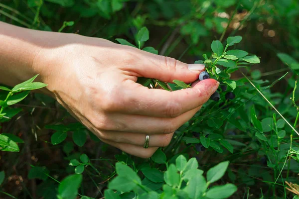 Woman hand tear blueberry in forest, close up