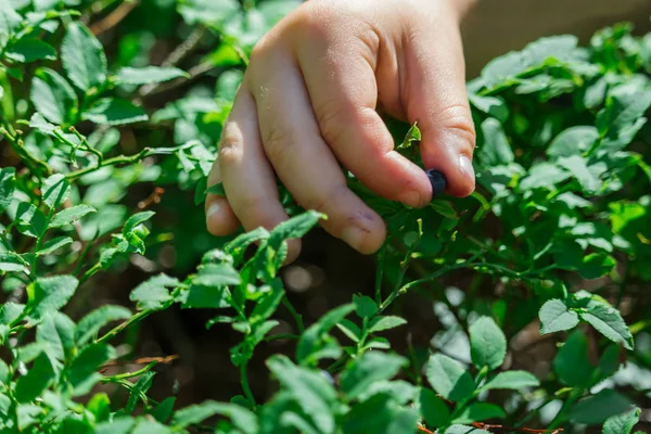 Çocuk el gözyaşı yaban mersini ormanda, yakın