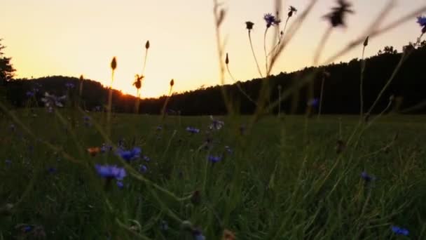 Wandelen Weide Bij Zonsondergang Achtergrond — Stockvideo