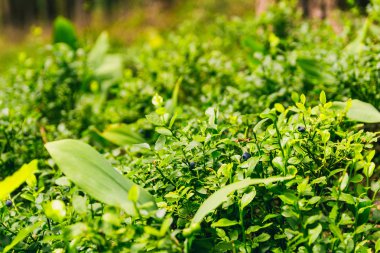 Ormanda olgun yaban mersini küçük çalılar, fotoğraf kadar yakın