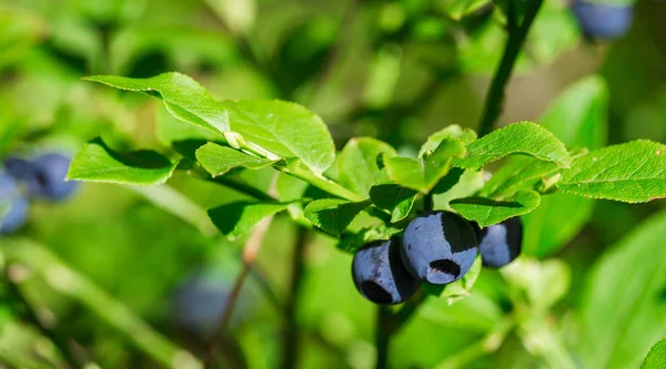 Detalle de arándano maduro en el bosque —  Fotos de Stock