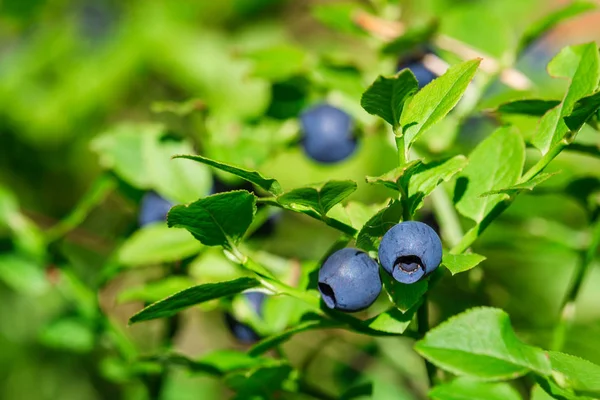Close up of nice ripe blueberry in forest — Stock Photo, Image