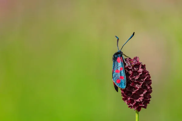 ジガエナフィリペンデュラは花の花の上に座っています。マクロ写真 — ストック写真